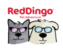 red dingo partner